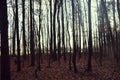 The end of a terrible forest with thin trees in autumn. Royalty Free Stock Photo