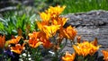 The end of tulips season at Montreal Botanical garden