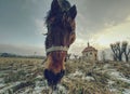 End of winter on pasture with old horse Royalty Free Stock Photo