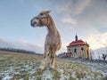 End of winter on pasture with old horse Royalty Free Stock Photo