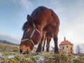 End of winter on pasture with old horse Royalty Free Stock Photo