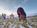 End of winter on pasture with old horse Royalty Free Stock Photo