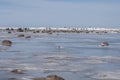 People enjoy springtime in Gulf of Riga covered with melting ice stacks in Gulf of Riga