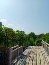 end of wooden bridge in mangrove forest Royalty Free Stock Photo