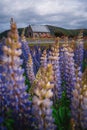 The flowering lupins at Lake Tekapo, New Zealand