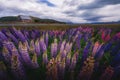The flowering lupins at Lake Tekapo, New Zealand