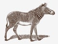 Endangerd Grevys zebra, equus grevyi in profile view Royalty Free Stock Photo