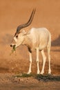 Endangered addax or white antelope