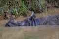 Great One Horned Rhino Bathing in Puddle Royalty Free Stock Photo