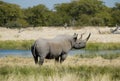 Endangered African Black Rhino