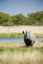 Endangered African Black Rhino Royalty Free Stock Photo