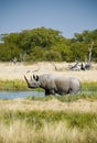 Endangered African Black Rhino Royalty Free Stock Photo