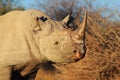 Endangered African black Rhino Royalty Free Stock Photo