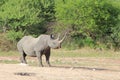 Endangered African black Rhino - Cow Power Royalty Free Stock Photo