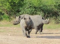 Endangered African black Rhino - Fortress