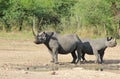 Endangered African black Rhino - Grey Tank Royalty Free Stock Photo