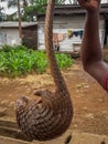 Endangered African pangolin being held up for sale by poacher at side of road, Cameroon, Africa Royalty Free Stock Photo