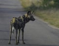 Endangered African wild dog during safari in kruger