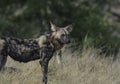 Endangered African wild dog during safari in kruger