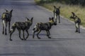 Endangered African wild dog during safari in kruger