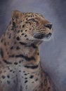 Endangered amur leopard portrait painted with oils on canvas Royalty Free Stock Photo