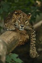 Endangered amur leopard resting on a tree in the nature habitat Royalty Free Stock Photo