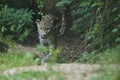 Endangered amur leopard resting on a tree in the nature habitat Royalty Free Stock Photo