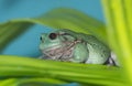 Andean marsupial frog 3 Royalty Free Stock Photo