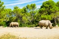 Endangered animlas at conservation zoo, Montpellier, France