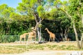 Endangered animlas at conservation zoo, Montpellier, France