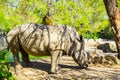 Endangered animlas at conservation zoo, Montpellier, France