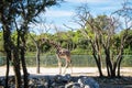 Endangered animlas at conservation zoo, Montpellier, France