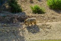 Endangered animlas at conservation zoo, Montpellier, France