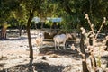 Endangered animlas at conservation zoo, Montpellier, France