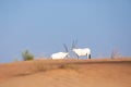 Endangered arabian oryx in desert landscape.