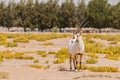 Endangered arabian oryxes Oryx leucoryx in Dubai Desert Conservation Reserve, United Arab Emirates