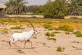 Endangered arabian oryxes Oryx leucoryx in Dubai Desert Conservation Reserve, United Arab Emirates Royalty Free Stock Photo