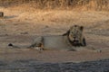 Majestic Asiatic Lion In Gir National Park