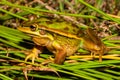 Golden Bell Frog Royalty Free Stock Photo