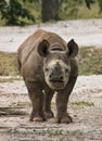 Endangered Baby Black Rhino
