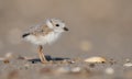 Piping Plover in New Jersey Royalty Free Stock Photo