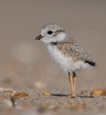 Piping Plover in New Jersey Royalty Free Stock Photo