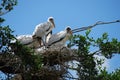 Endangered Baby Wood Storks Royalty Free Stock Photo