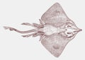 Endangered barndoor skate from the western atlantic ocean in top view