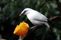 Endangered Bird - Bali Starling Royalty Free Stock Photo