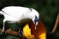 Endangered Bird - Bali Starling Royalty Free Stock Photo