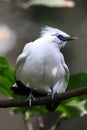 Endangered Bird - Bali Starling Royalty Free Stock Photo