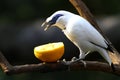 Endangered Bird - Bali Starling Royalty Free Stock Photo