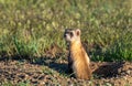 Black-footed Ferret on the Plains of Colorado