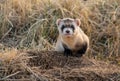 An Endangered Black-footed Ferret in the Grasslands Royalty Free Stock Photo